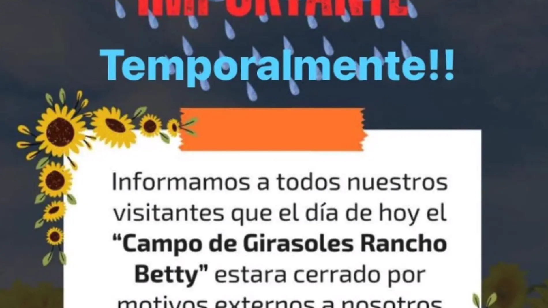 Campo de girasoles en Tamaulipas suspende acceso; Te contamos la razón